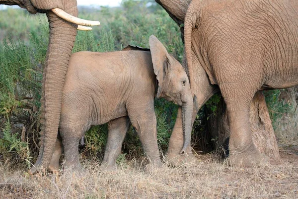 Молодой Африканский Слон Loxodonta Africana — стоковое фото