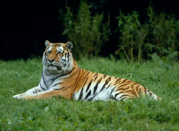 Tigre Siberiano Panthera Tigris Altaica Tigre Amur — Fotografia de Stock