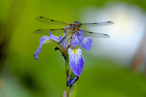 Quatre Taches Libellule Sur Étang Trouve Sur Sibérie Fleur Iris — Photo