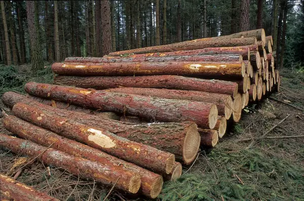 Troncos Árboles Aserrados Bosque Coníferas — Foto de Stock