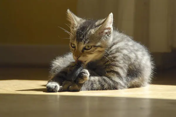 Junges Hauskätzchen Gestromt Wäscht Sich Einem Strahl Von Wildkatze Felis — Stockfoto