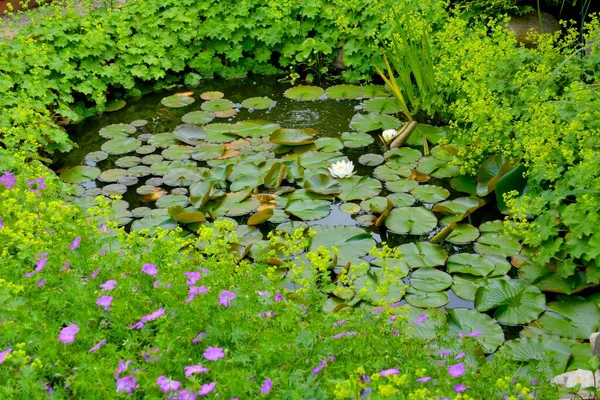 Garden Pond Water Lily Pond Summer Lady Slipper Cranesbill Pond — Stock Photo, Image