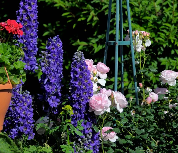 Gosok Rose Dengan Delphinium Taman — Stok Foto
