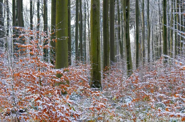 Снег Лиственными Лесами Зимой — стоковое фото