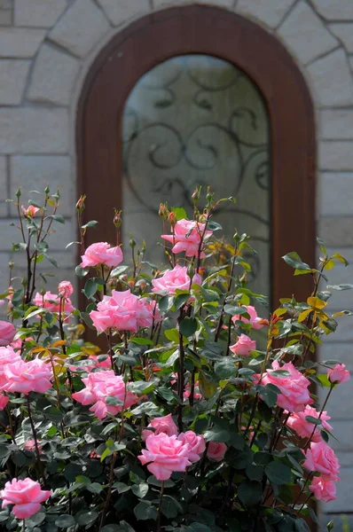 Кущ Троянди Рожевого Цвітіння Саду Троянди Кущові Рози Арочними Дверима — стокове фото