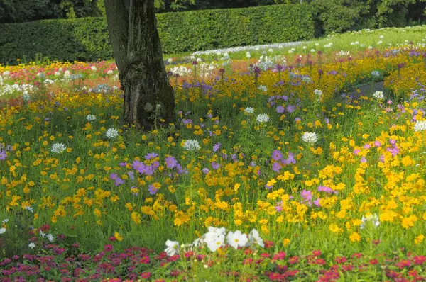 Stuttgart Killesberg Sommerblumen Beete Baum Unter Blumen — Stockfoto