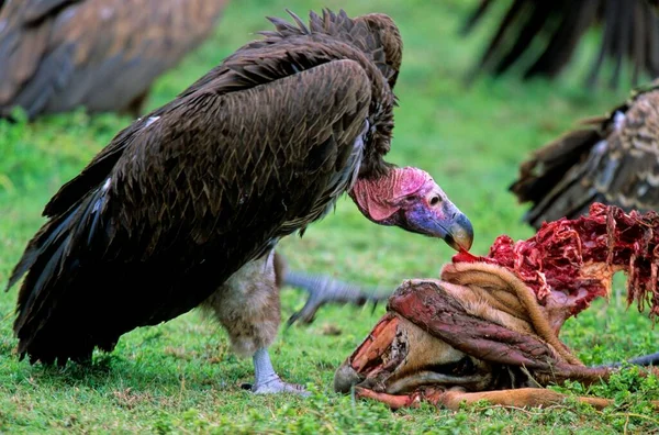 Nubian Vulture Torgos Tracheliotus Tanzania — Stock Photo, Image
