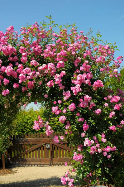 Arco Rosa Jardín Rosas Oberderdingen — Foto de Stock