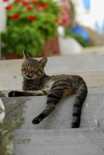 Domestic Cat Tabby Lying Step Tinos Island Cycladen Griekenland Kat — Stockfoto