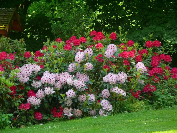 Blossoming Baroque Ludwigsburg Rhododendron Bloom Garden — Stock Photo, Image