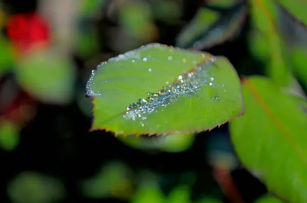 Rose Petal Dewdrops — Stock Photo, Image