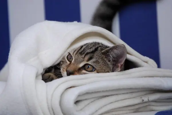 Młody Kotek British Shorthair Tabby Wychodzący Spod Koca Kociak British — Zdjęcie stockowe