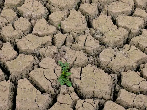 Risse Der Ausgedörrten Erde Große Dürre Unkraut Verblasst Nicht — Stockfoto