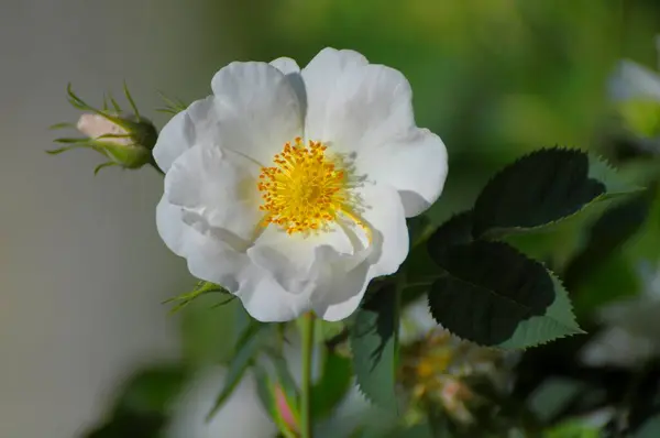 Häckros Trädgården Blommande Rosa Vit Blomning Häckros Rosa Corymbifera Rosenträdgård — Stockfoto