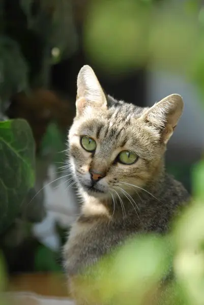 Вітчизняний Кіт Сірий Таббі Портрет Острів Тинос Кіклади Греція Кіт — стокове фото