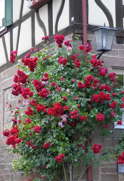 Κόκκινα Τριαντάφυλλα Αναρρίχησης Στη Μονή Maulbronn — Φωτογραφία Αρχείου