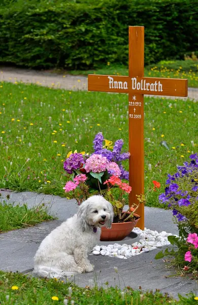 墓地で喪に服するハバネス犬 — ストック写真