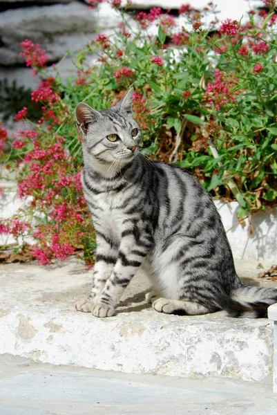 Kot Domowy Srebrny Tabby Siedzący Przed Czerwonymi Kwiatami Wyspa Tinos — Zdjęcie stockowe