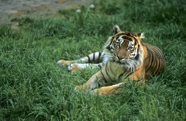 Ung Sumatrantiger Panthera Tigris Sumatrae Rheine Zoo — Stockfoto