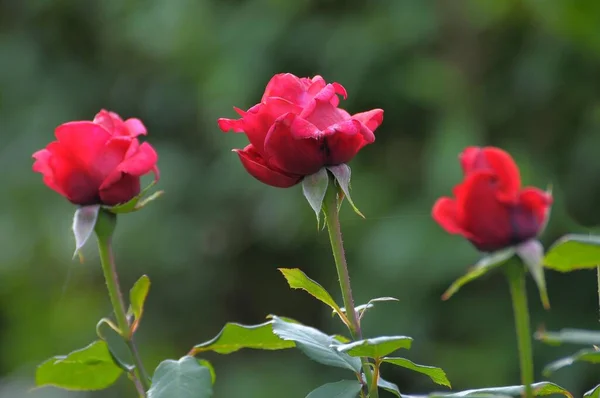 Tre Rose Arbustive Rosse Giardino — Foto Stock