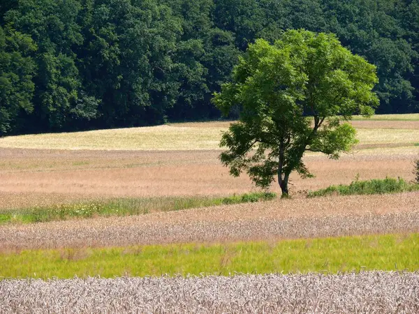 モールブロン近くの木と畑 — ストック写真