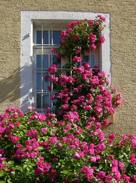 Ροζ Τριαντάφυλλα Αναρρίχησης Στο Παράθυρο — Φωτογραφία Αρχείου