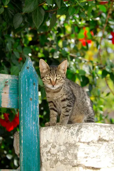 Młody Kotek Domowy Makrela Szara Siedzący Ścianie Niebieskim Płotem Wyspa — Zdjęcie stockowe