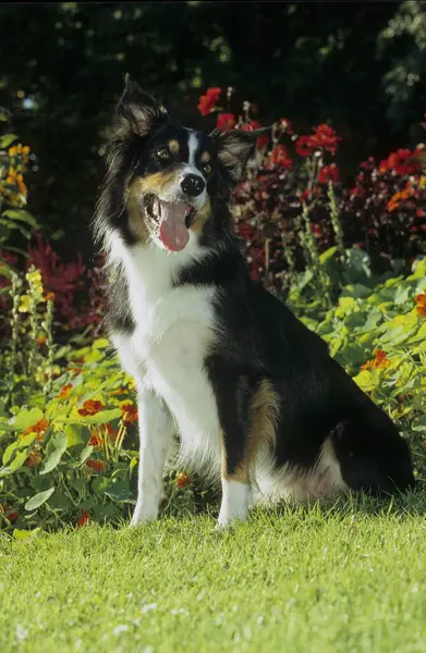Doğada Güzel Bir Border Collie Köpeği — Stok fotoğraf