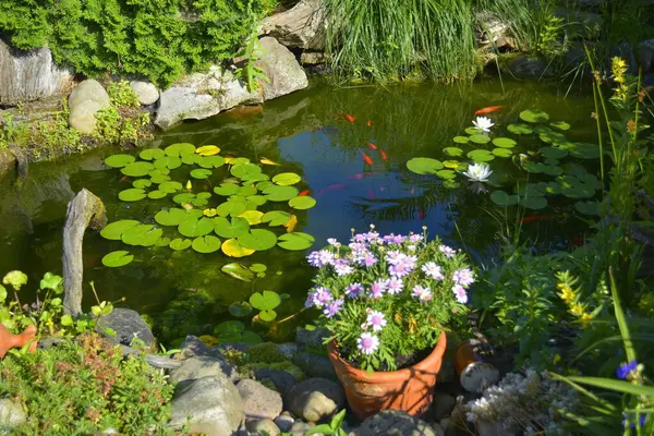 Goldfish Lily Pond — Stock Photo, Image