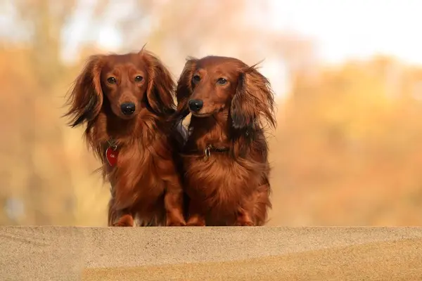 Two Longhaired Dachshunds Sitting Side Side Step Fci Standard 148 — Stock Photo, Image