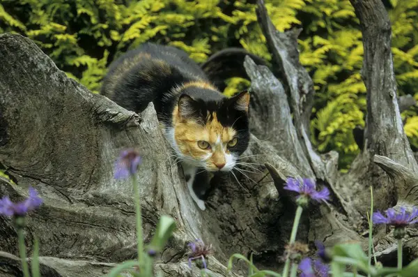 Kot Domowy Kolorowy — Zdjęcie stockowe
