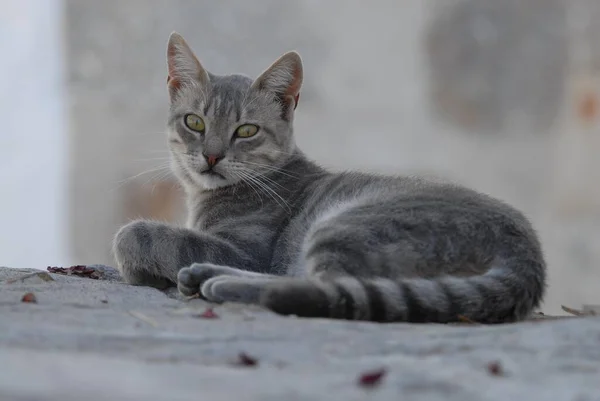 Evcil Kedi Mavi Krem Tabby Duvarda Dinleniyor Dodecanese Yunanistan Kedi — Stok fotoğraf