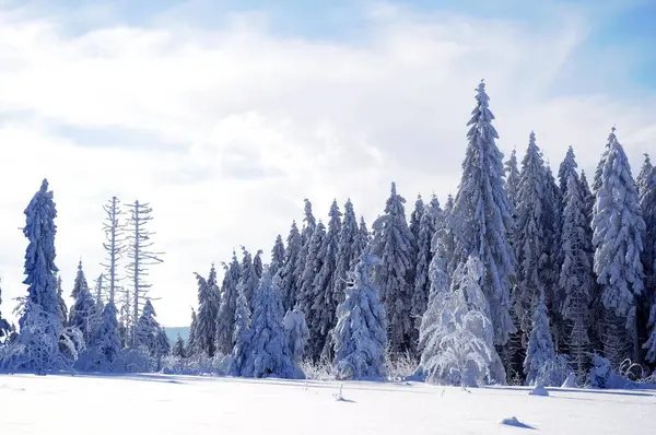 겨울에 가문비 전나무 — 스톡 사진