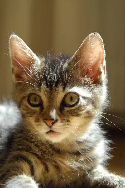 Young Domestic Kitten Mackerel — Stock Photo, Image