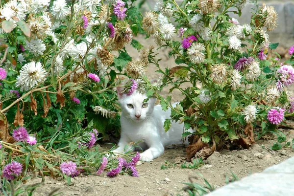 Młody Biały Kotek Domowy Leżący Wśród Kwiatów — Zdjęcie stockowe