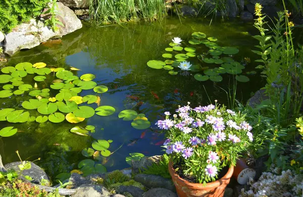 Goldfish Lily Pond — Stock Photo, Image