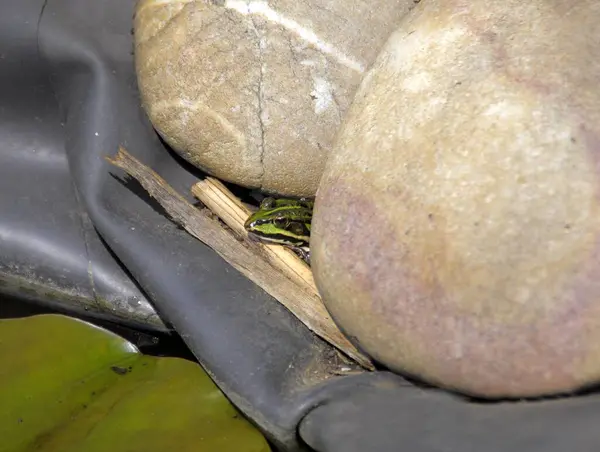 Water frog in the garden pond, pond frog (Rana kl. esculenta), water frog