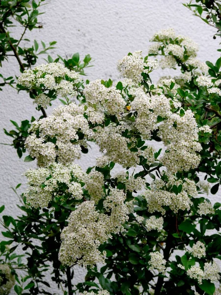 Spire Bush Flowering Garden Spiraea Vanhouttei — Stock Photo, Image