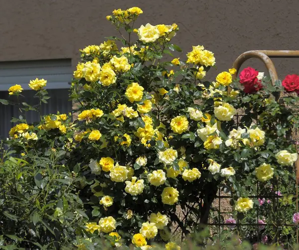 Yellow Climbing Rose Garden Rose Arch Red Yellow Flowers Rose — Stock Photo, Image