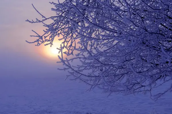 Sonnenaufgang Mit Schnee Maulbronn Morgenstimmung Nebel Mit Schnee Feldweg Mit — Stockfoto