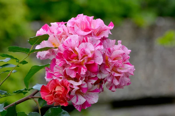 庭に咲くバラの多彩な花 — ストック写真