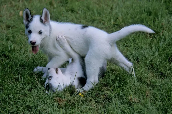Σιβηρίας Husky Κουτάβια Παίζουν Scuffling — Φωτογραφία Αρχείου