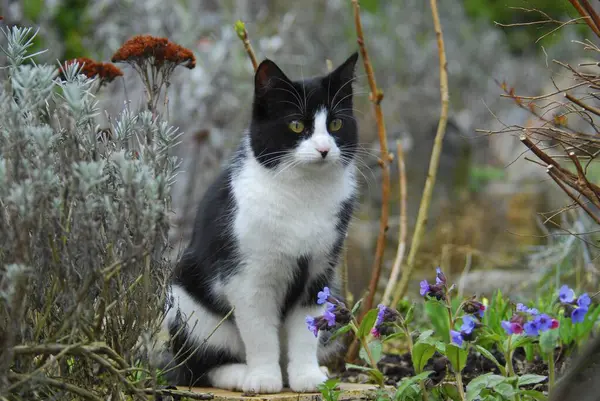 Hauskatze Garten Kot Dziki Felis Silvestris Forma Catus Domesticus — Zdjęcie stockowe