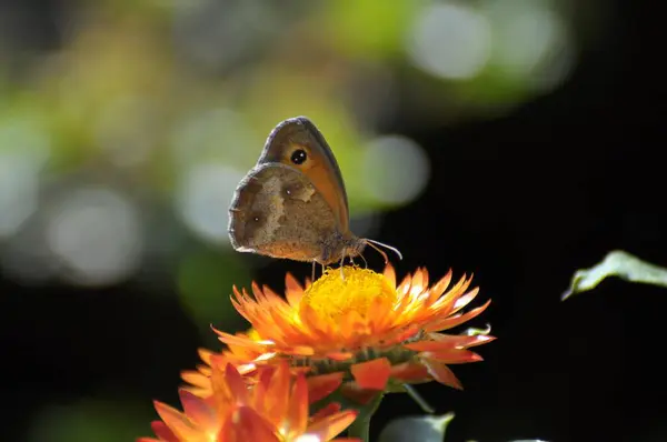 庭の乾いた花の小さな干し草の蝶 — ストック写真