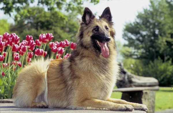 Tervueren Βελγικός Ποιμενικός Σκύλος — Φωτογραφία Αρχείου