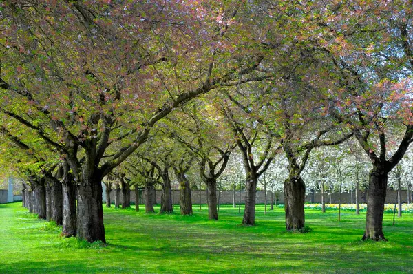 春のシュヴェッツィンゲン 日本の桜 ヒルチェリー 東アジアチェリー — ストック写真