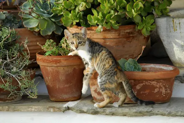 Çiçek Saksıları Tinos Adası Cyclades Yunanistan Kedi Yavrusu Tortie Tabby — Stok fotoğraf