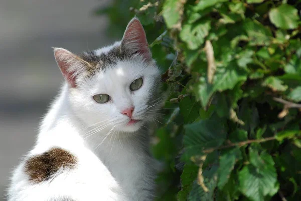 Bílá Nadýchaná Kočka Zahradě — Stock fotografie