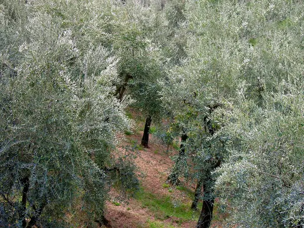Drzewa Oliwne Olea Europaea Także Oliwne Plantacja Toskanii Włoszech Europie — Zdjęcie stockowe