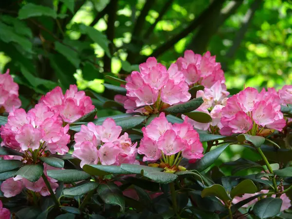 Rododendron Kwitnący Ogrodzie — Zdjęcie stockowe